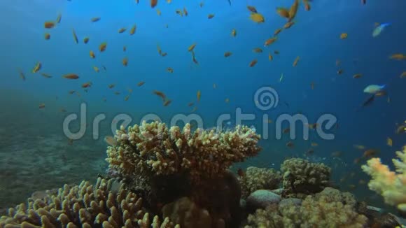 水下海洋热带丰富多彩的生命视频的预览图