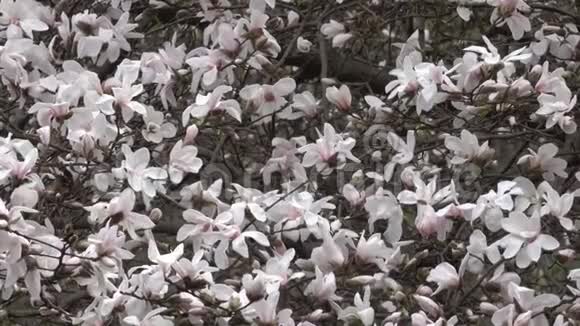粉红色的木兰花开得很漂亮视频的预览图
