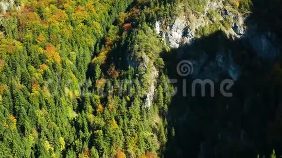 山上美丽的彩色树木的空中拍摄视频的预览图