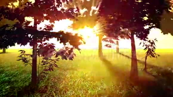 阳光明媚的树木循环视频的预览图