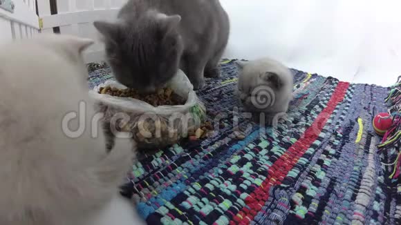 小猫从塑料袋里吃东西视频的预览图