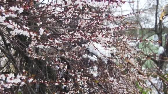 春季四月天气异常暴风雪过后的落叶树视频的预览图