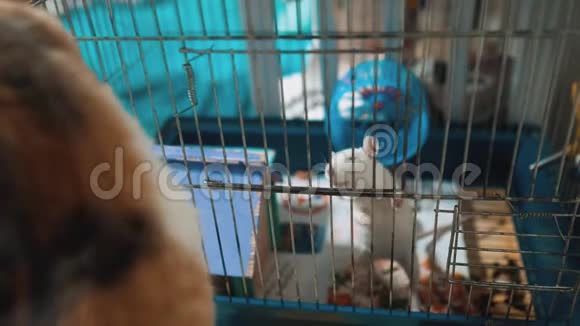 猫在笼子里抓到一只白色宠物老鼠慢动作视频猫在玩老鼠的生活方式老鼠搞笑视频的预览图