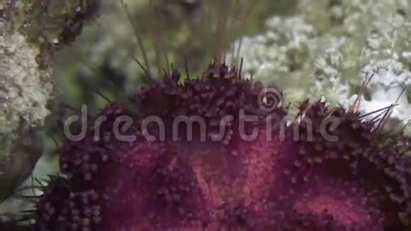 红海海底海胆海胆海底背景海洋景观视频的预览图