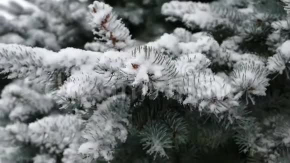 雪地里的圣诞树视频的预览图