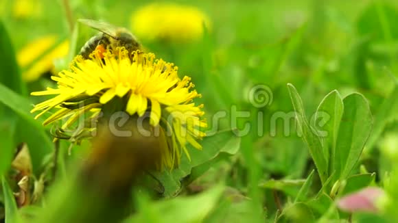 蜜蜂在蒲公英上穿过草地视频的预览图