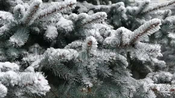 雪地里的圣诞树视频的预览图