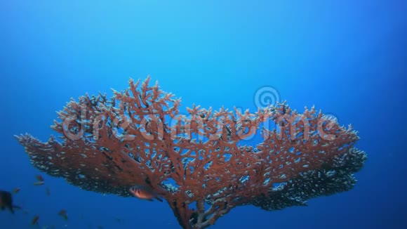 水下热带硬珊瑚视频的预览图