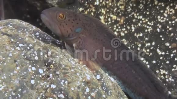 海底岩石中的一条小鱼视频的预览图