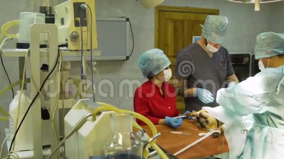 一只狗在兽医诊所的外科手术视频的预览图