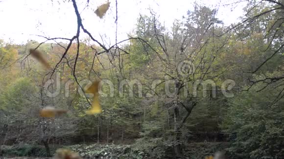 秋天瀑布和溪流视频的预览图