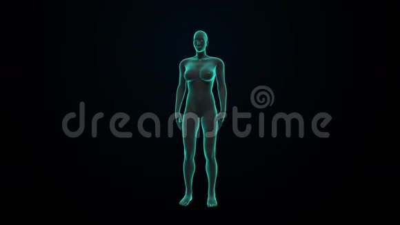女性人体扫描淋巴系统蓝色X光灯视频的预览图