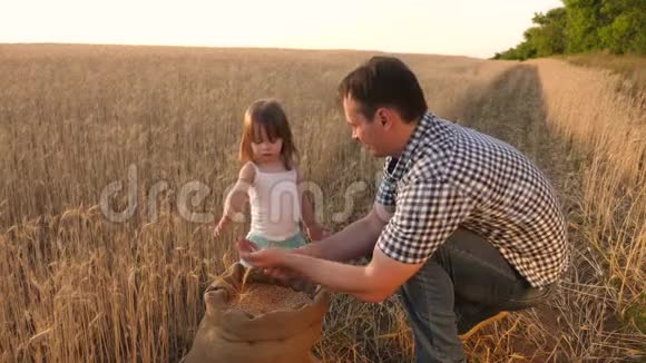 父亲农夫和小儿子女儿在田里玩一个孩子手里的小麦爸爸是个农学家视频的预览图