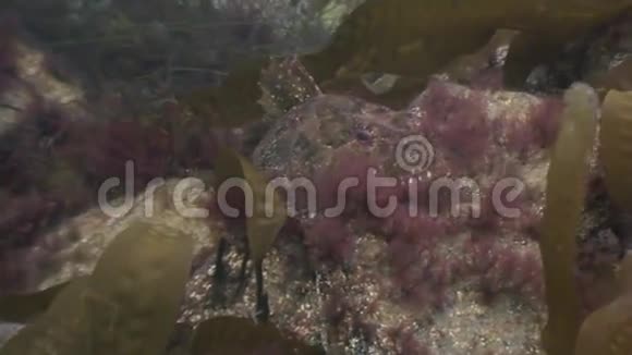 海底岩石中的一条小鱼视频的预览图