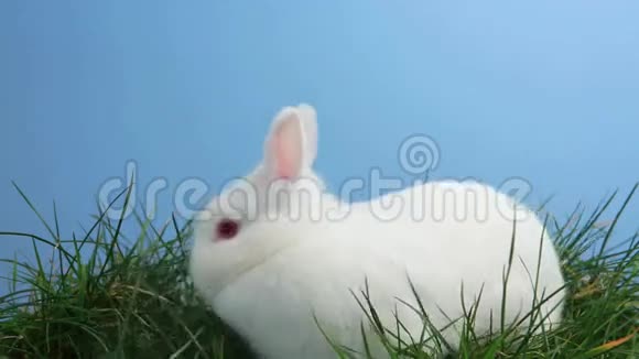 小白兔在草地上嗅嗅视频的预览图