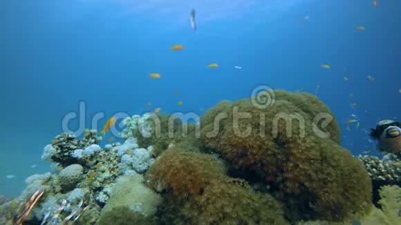 水下五颜六色的软珊瑚视频的预览图