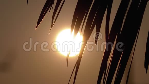 橙色太阳透过棕榈叶剪影的日落视频的预览图