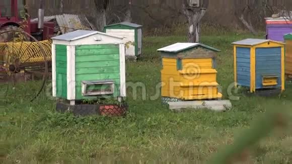 秋季有蜂群的农场花园视频的预览图