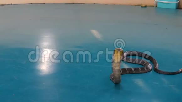 帕塔亚泰国2018年1月17日蛇驯兽师驯服竞技场上的皇家眼镜蛇普通眼镜蛇和蟒蛇视频的预览图