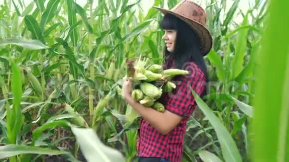 智慧生态收割农业耕作理念农民女孩植物研究员收割玉米芯的生活方式视频的预览图