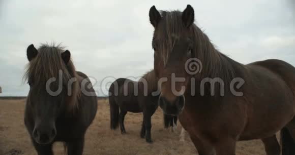 美丽的马过山在冰岛视频的预览图