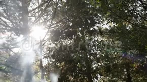 以色列树枝间的烟火视频的预览图