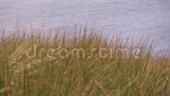 一草一湖拍摄视频的预览图