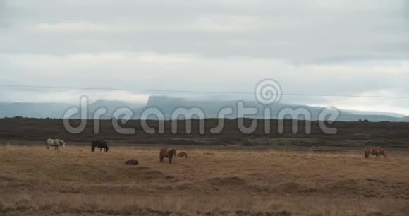 美丽的马过山在冰岛视频的预览图