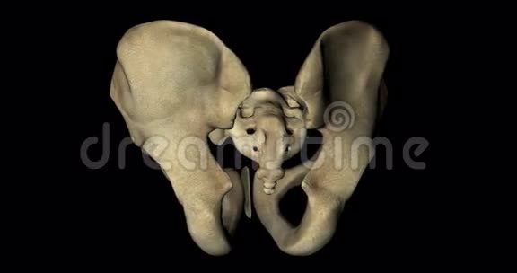 4K旋转人体骨骼中男性骨盆的骨结构视频的预览图