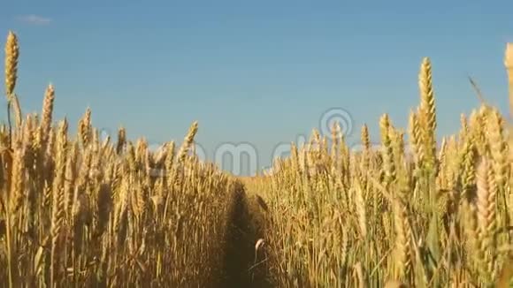 在蓝天的映衬下成熟的小麦小麦穗粒摇风谷物收获成熟视频的预览图