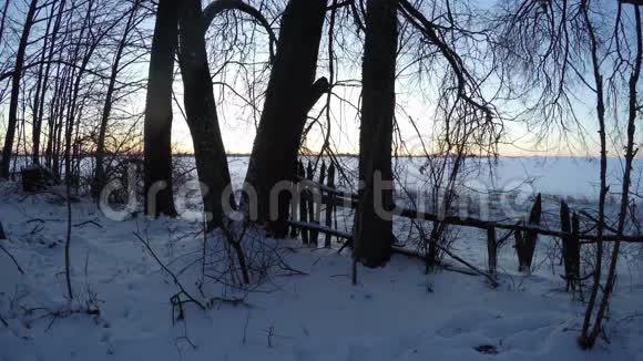 冬天透过树木日出时间流逝4K视频的预览图