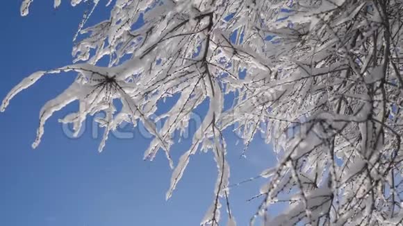 枯冻的榆树在冰枝上冬天白天雪在雪的阳光下阳光照耀着美丽的风景干树榆树视频的预览图