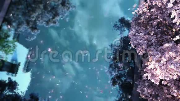 河流上空飞舞的花瓣三维动画视频的预览图