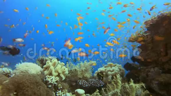 水下海洋热带五颜六色的生命视频的预览图
