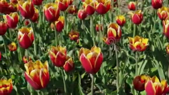美丽的花坛有红色的黄色郁金香视频的预览图