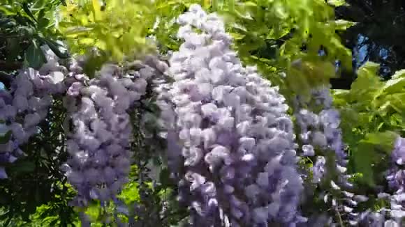 美丽绽放的紫罗兰紫藤花视频的预览图