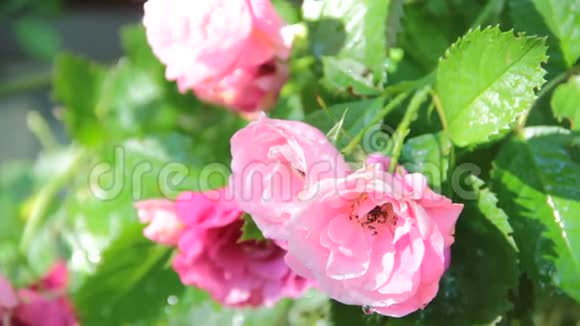 粉红色的玫瑰在花园里视频的预览图