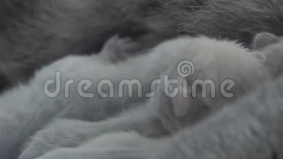 英国北方紫丁香新生小猫喵喵叫特写视频的预览图
