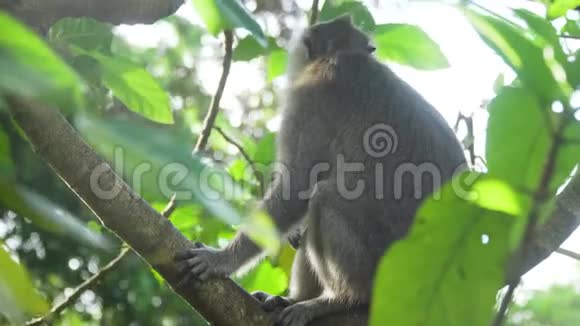 巴厘岛森林里的猴子视频的预览图
