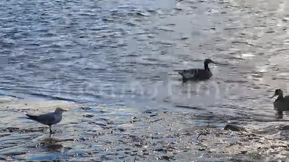 海鸥天鹅鸥等鸟类多瑙河河视频的预览图