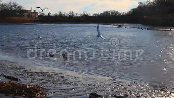 海鸥天鹅鸥等鸟类多瑙河河视频的预览图
