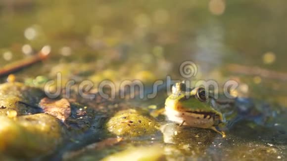沼泽生活方式中池塘里的绿色青蛙拉娜埃斯古丽塔青蛙在水中对自然的影响动物野生概念视频的预览图