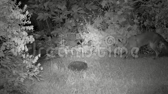 城市狐狸在房子花园晚上用刺猬喂食视频的预览图
