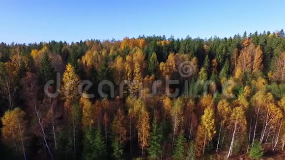 瑞典的森林视频的预览图
