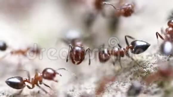 自然界的蚂蚁视频的预览图
