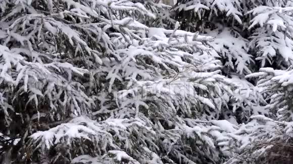 冬天在森林里下雪柔和的圣诞节早晨下雪视频的预览图