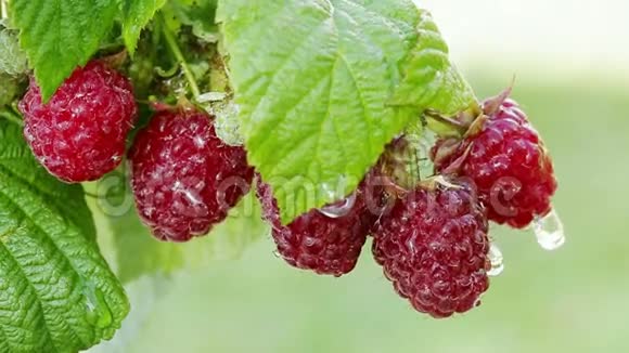 果园中熟树莓的特写视频的预览图