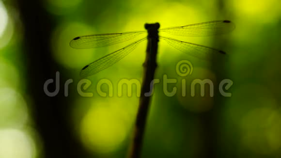 蜻蜓的剪影停在树枝上视频的预览图