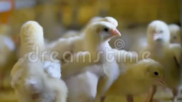养鸡场的小鸡室内家禽视频的预览图