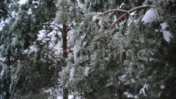 雨后森林中覆盖着冰壳的松树视频的预览图